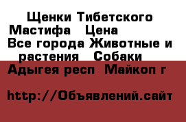 Щенки Тибетского Мастифа › Цена ­ 60 000 - Все города Животные и растения » Собаки   . Адыгея респ.,Майкоп г.